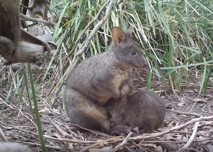 Pademelon joey having a drink from mother's nipple